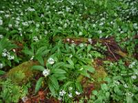 Bemooste Baumreste im Blütenfeld